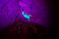 Glowing Scorpion On A Wall Royalty Free Stock Photo